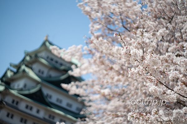 日本・札幌「名古屋城の桜を撮る」の写真：名古屋城の桜

α7RIII
旧ソ...
