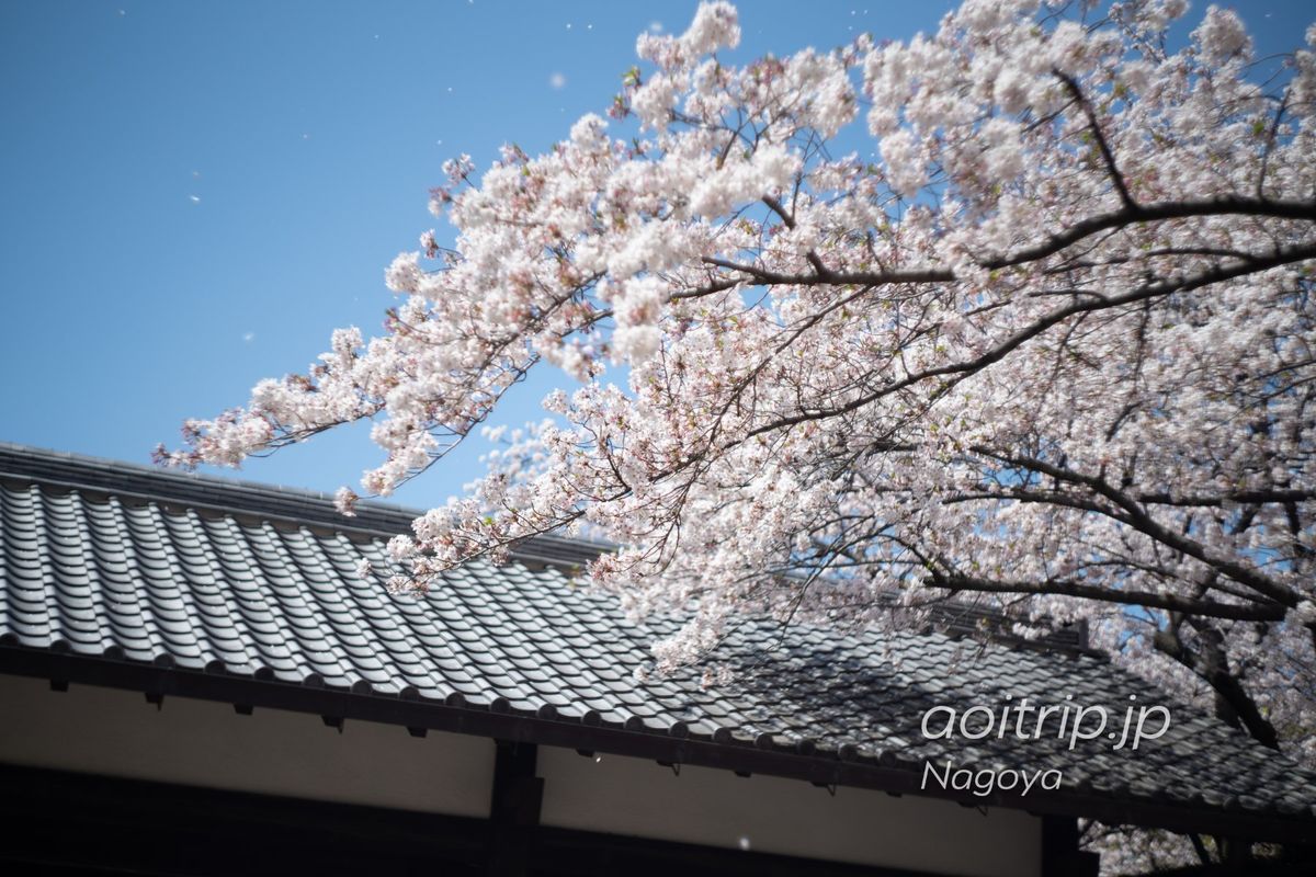 名古屋城の桜

α7RIII
旧ソ連のオールドレンズHelios44...