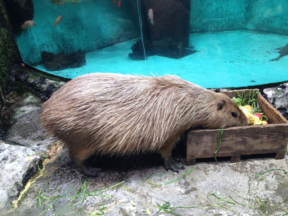 ミキモト真珠島にも行ったけど写真がなかった。。
世界で始めて真珠養殖に成...