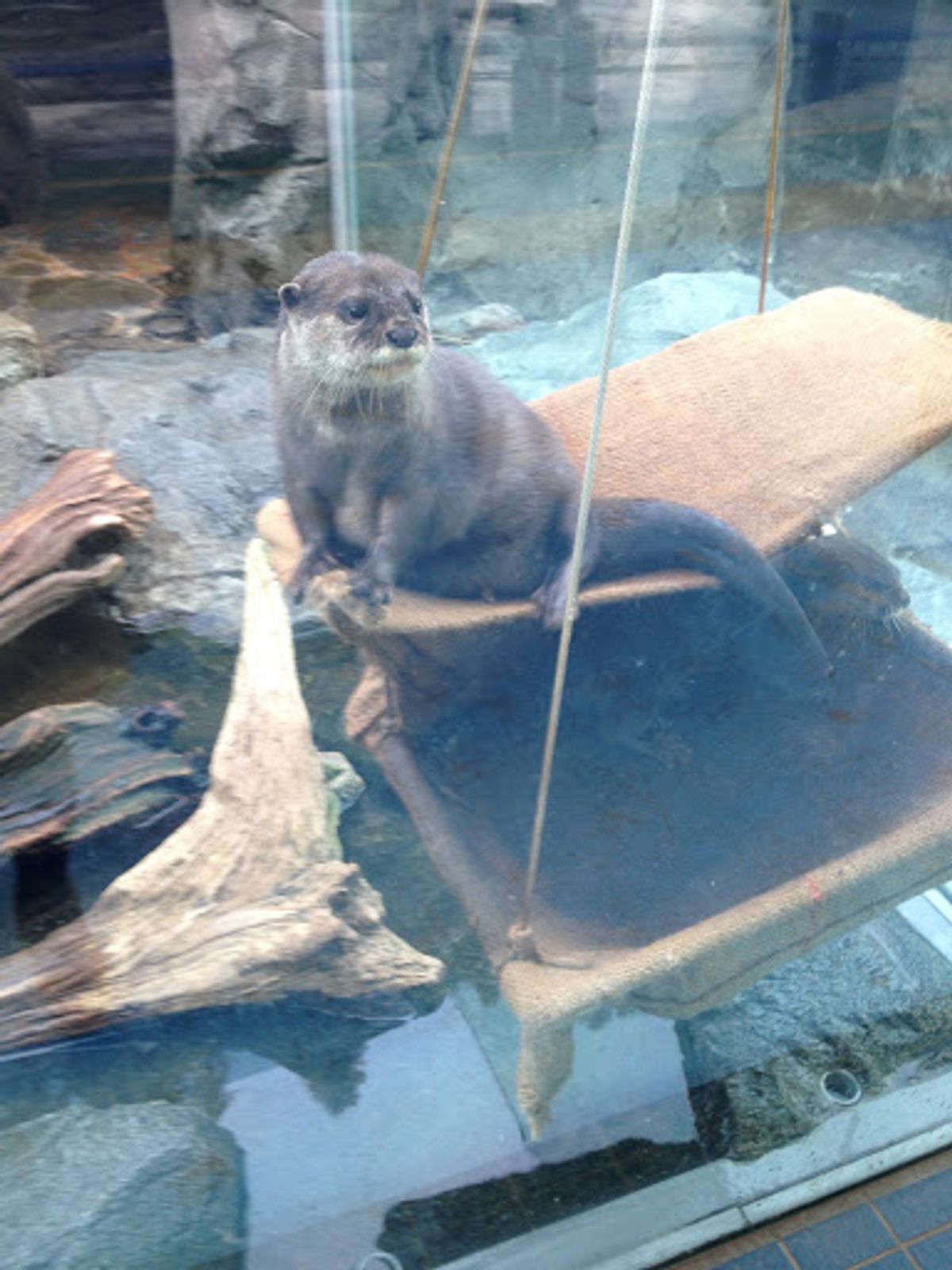 ミキモト真珠島にも行ったけど写真がなかった。。
世界で始めて真珠養殖に成...