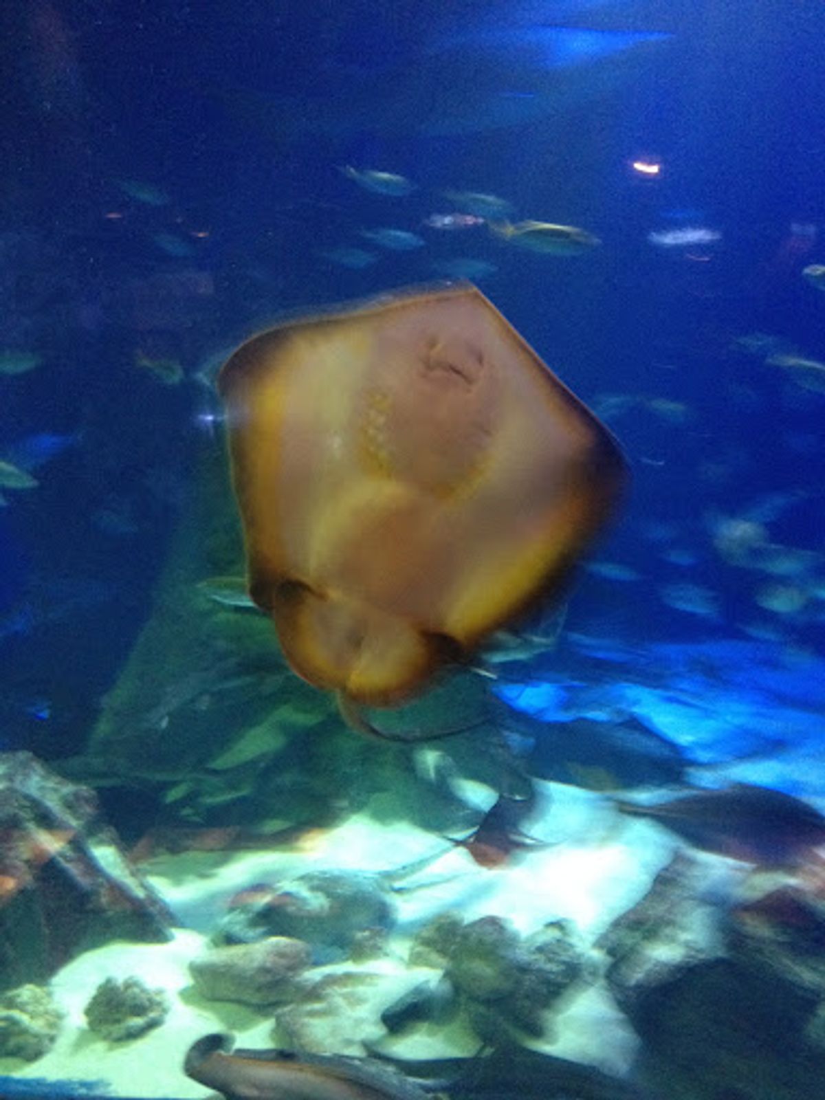 ミキモト真珠島にも行ったけど写真がなかった。。
世界で始めて真珠養殖に成...