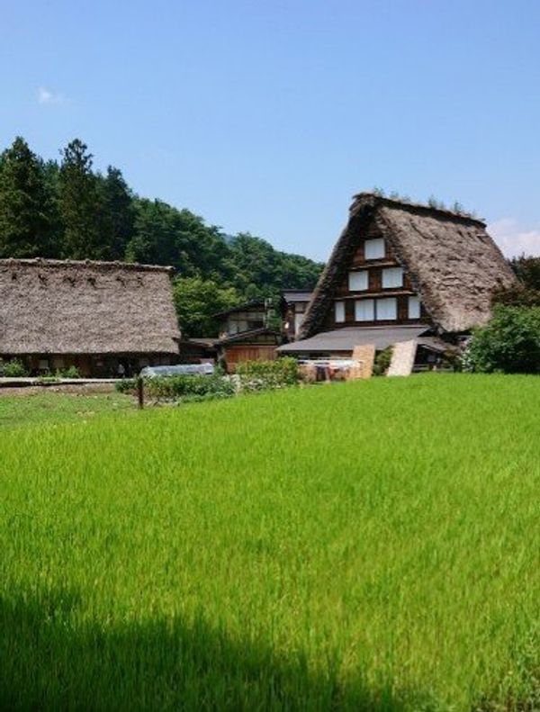 日本・岐阜、富山、新潟「白川郷、長岡花火大会」の写真：田園風景はいいですね。田舎を思い出します。