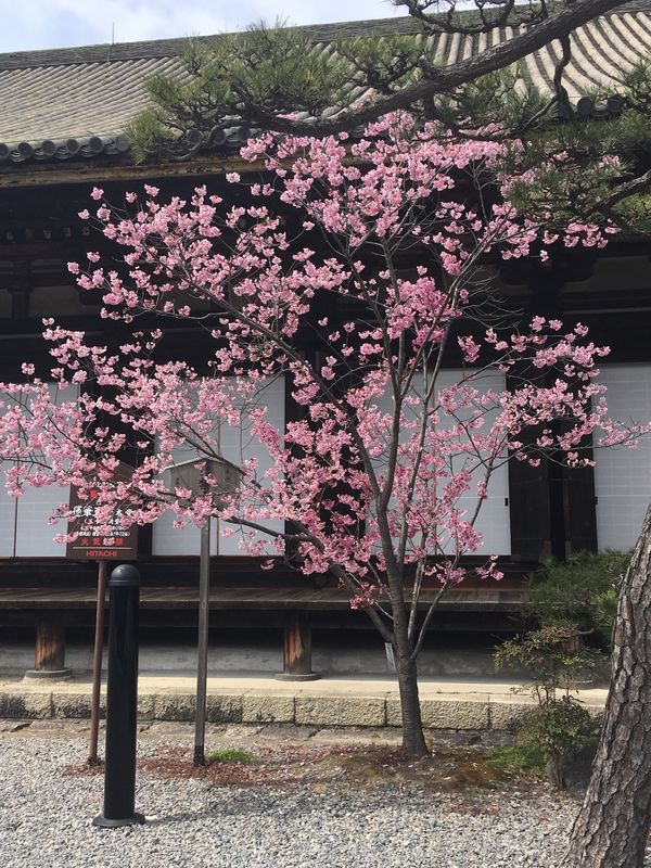 日本・京都「新しい旅立ちの日」の写真