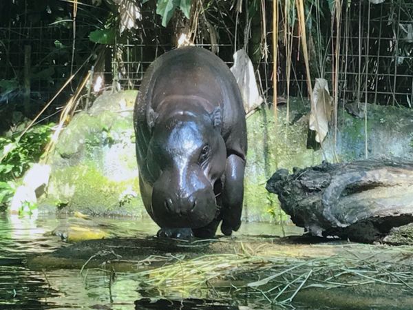 シンガポール「シンガポールの旅2」の写真