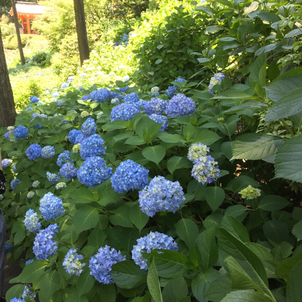 この年は宇治三室戸寺に紫陽花を見に行きました。ピークにはまだちょっと早かっ...