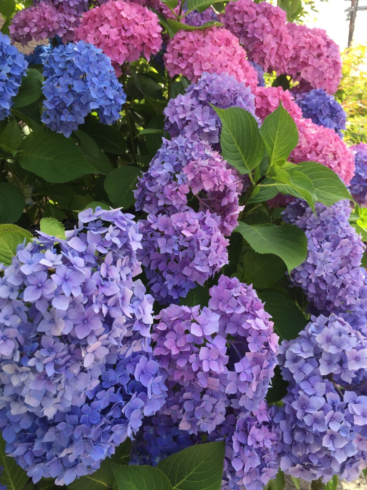 この年は宇治三室戸寺に紫陽花を見に行きました。ピークにはまだちょっと早かっ...