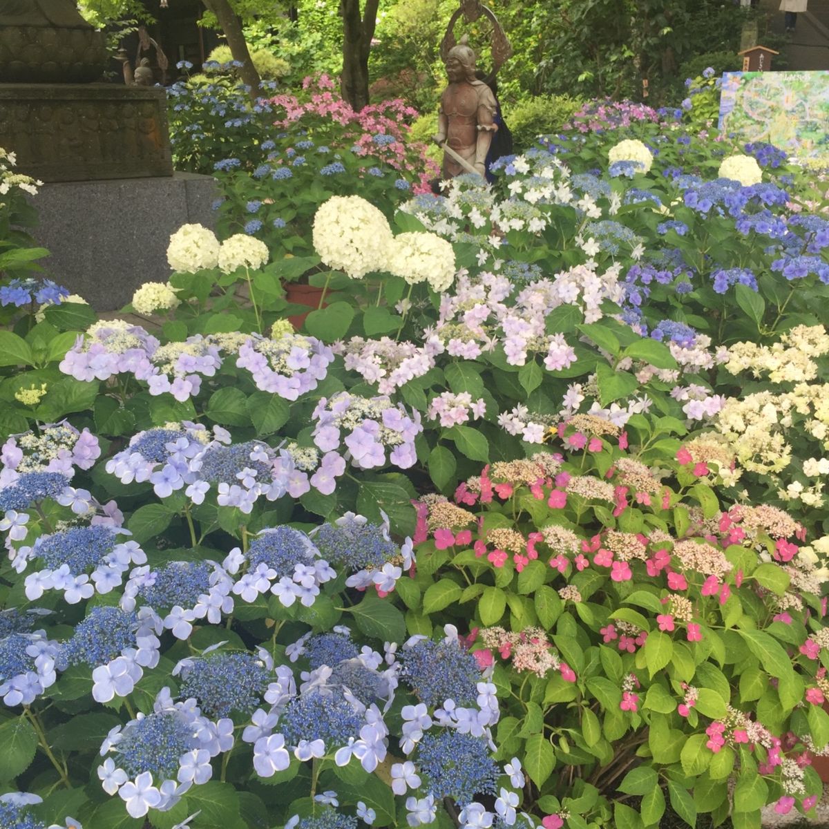 紫陽花で有名な鎌倉の長谷寺。ピーク時は数時間待ちというのもわかります。一面...