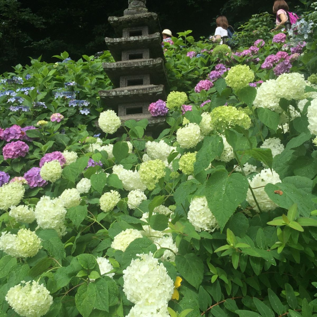 紫陽花で有名な鎌倉の長谷寺。ピーク時は数時間待ちというのもわかります。一面...