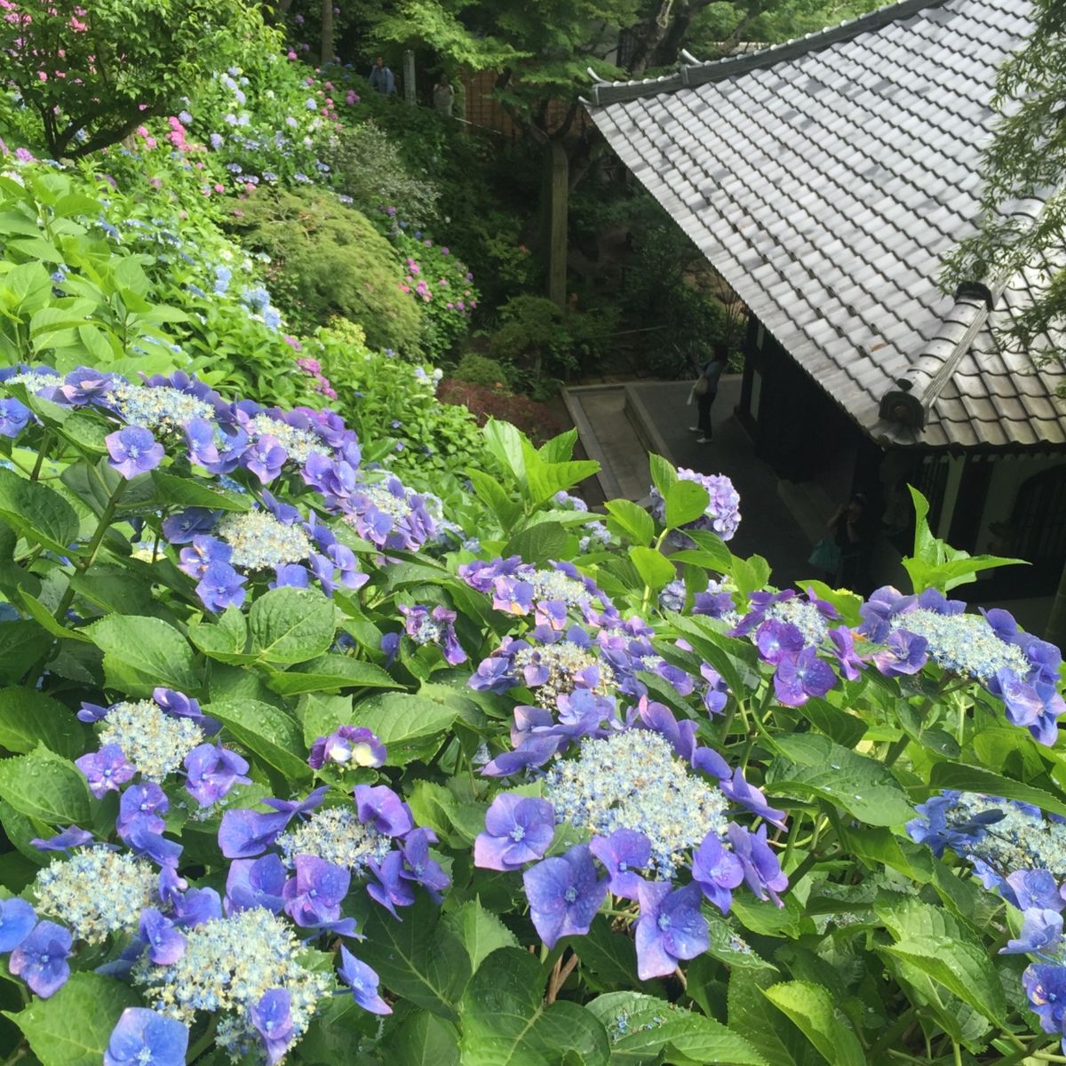 紫陽花で有名な鎌倉の長谷寺。ピーク時は数時間待ちというのもわかります。一面...