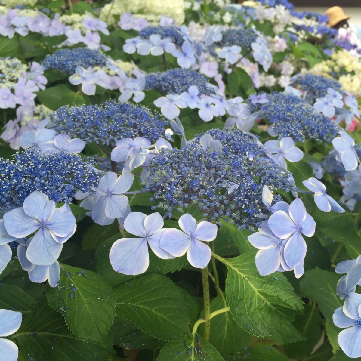 紫陽花で有名な鎌倉の長谷寺。ピーク時は数時間待ちというのもわかります。一面...
