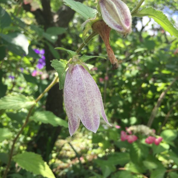 日本・鎌倉「鎌倉紫陽花の旅」の写真：花の寺、東慶寺は紫陽花だけでなく、イワタ...