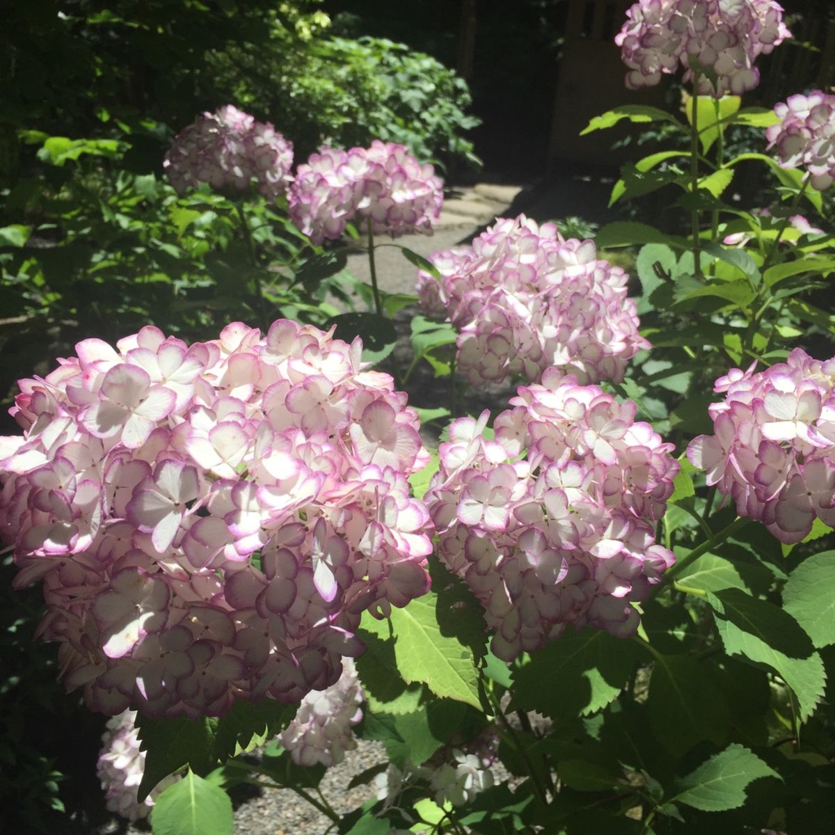 鎌倉の紫陽花といって忘れてはならないのが明月院。明月院ブルーと言われる青の...