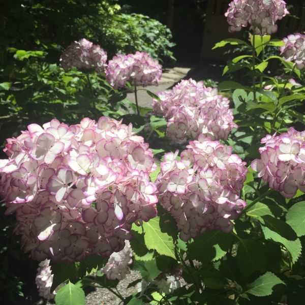 日本・鎌倉「鎌倉紫陽花の旅」の写真：鎌倉の紫陽花といって忘れてはならないのが...