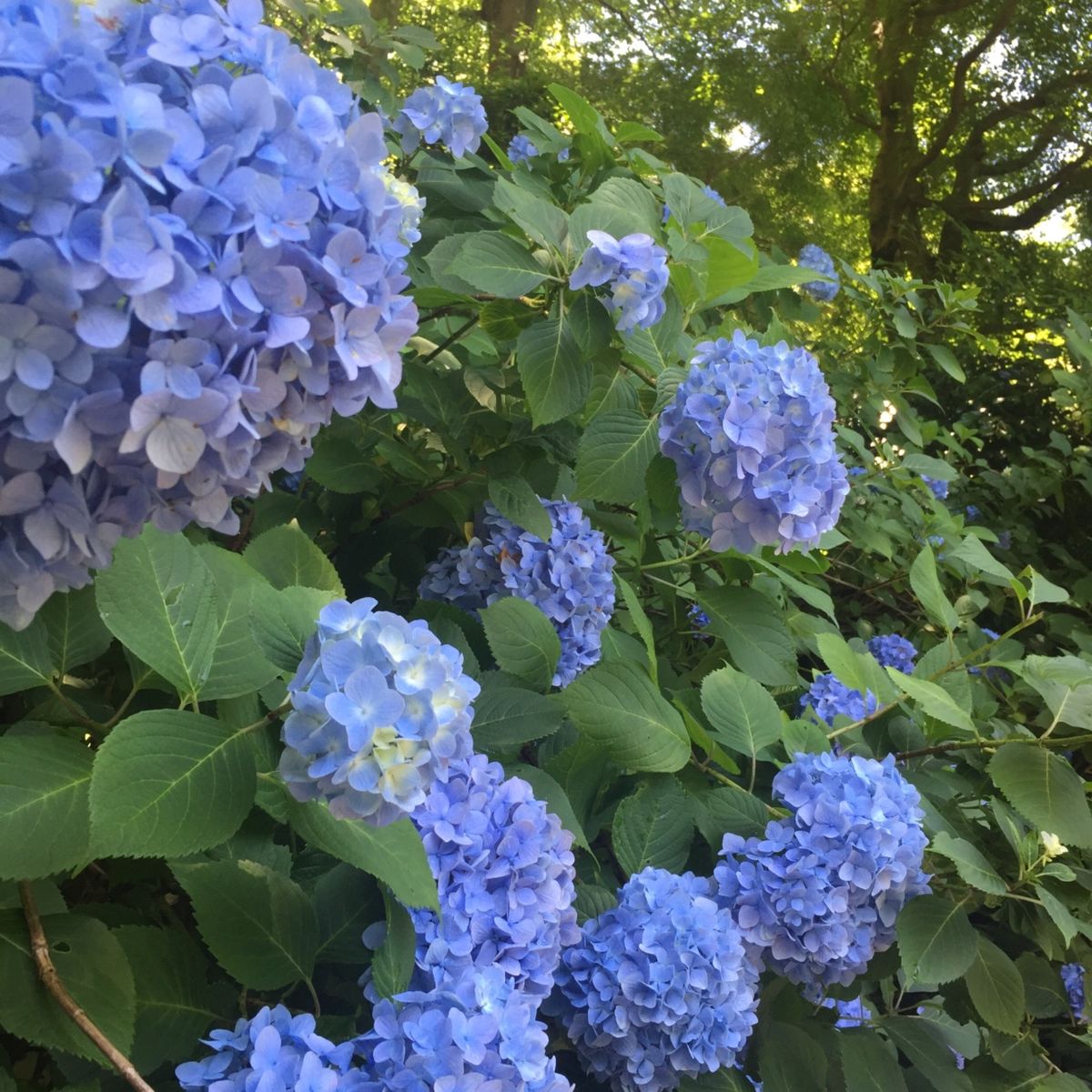 鎌倉の紫陽花といって忘れてはならないのが明月院。明月院ブルーと言われる青の...