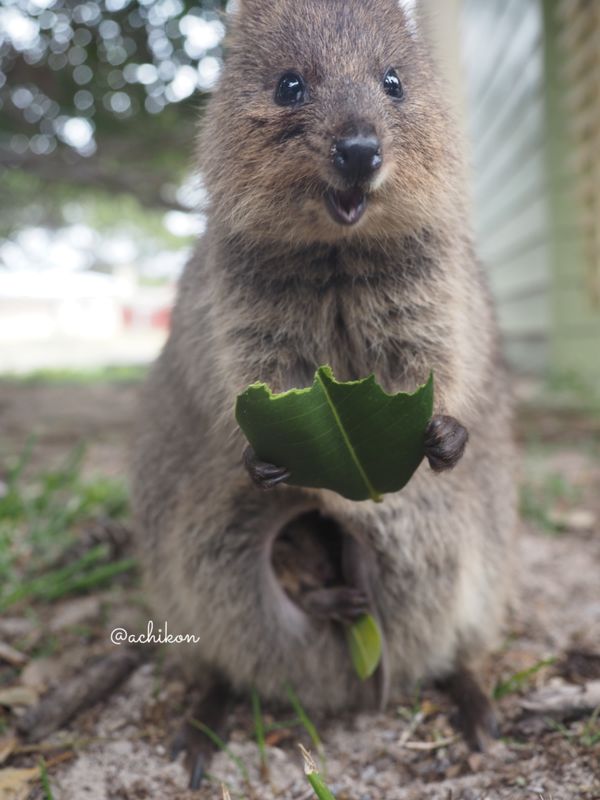 オーストラリア連邦・パース「クオッカワラビーに会いに」の写真：世界一幸せそうと謳われるクオッカワラビー...