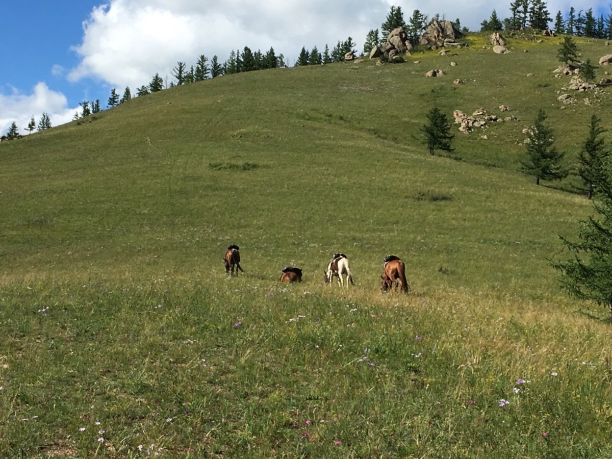 スフバートル広場、亀石、馬