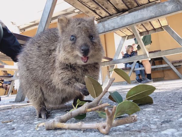 オーストラリア連邦・パース「オーストラリア」の写真