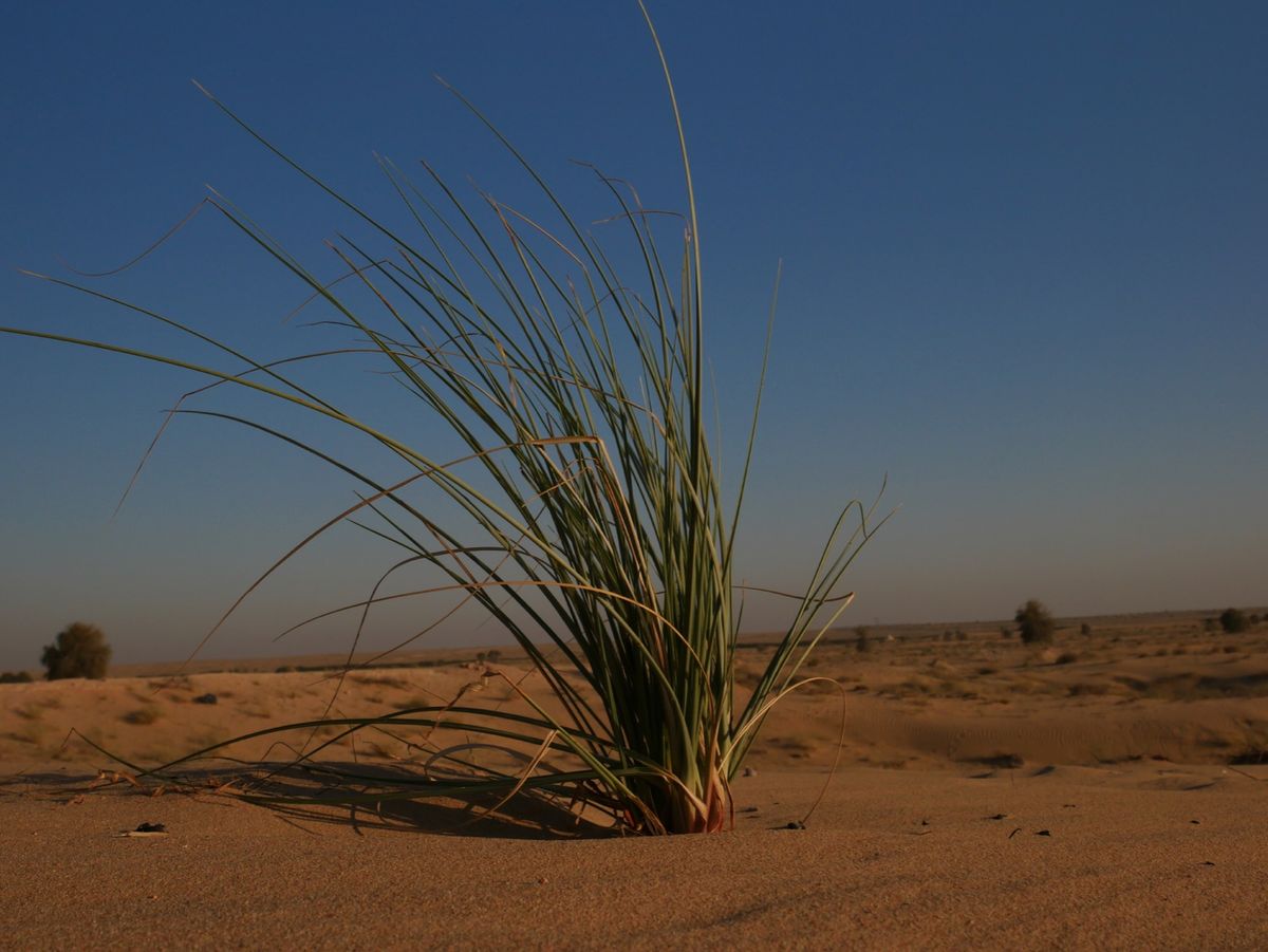 Bab Al Shams Desert Resort＆Spa
アルアイン近...