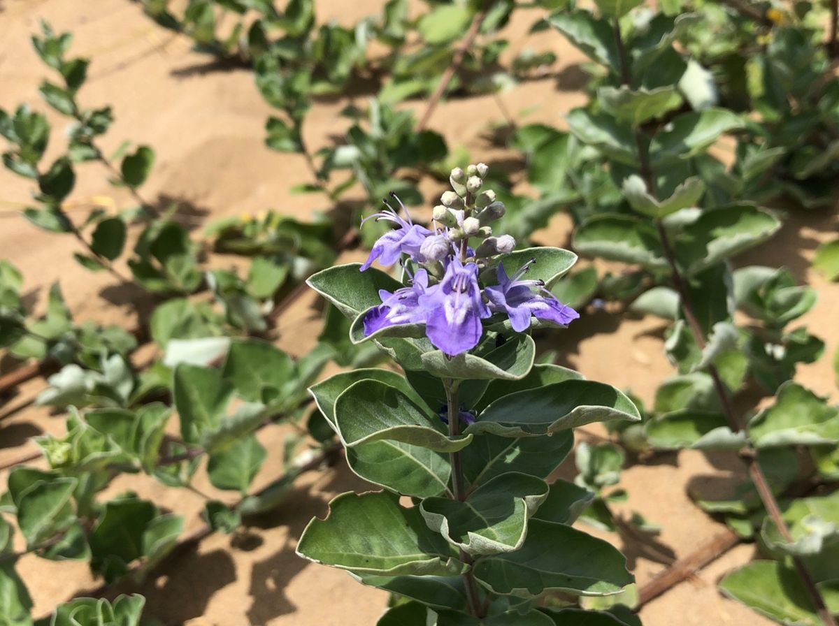 初の山陰旅行。
かつてスタバは無いけど砂場はあると言われた鳥取砂丘へ。砂の...