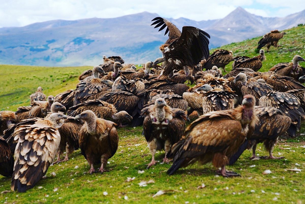 理塘で行われている鳥葬🦅
一見、残酷だなと思ってしまう鳥葬ですが、全てに...