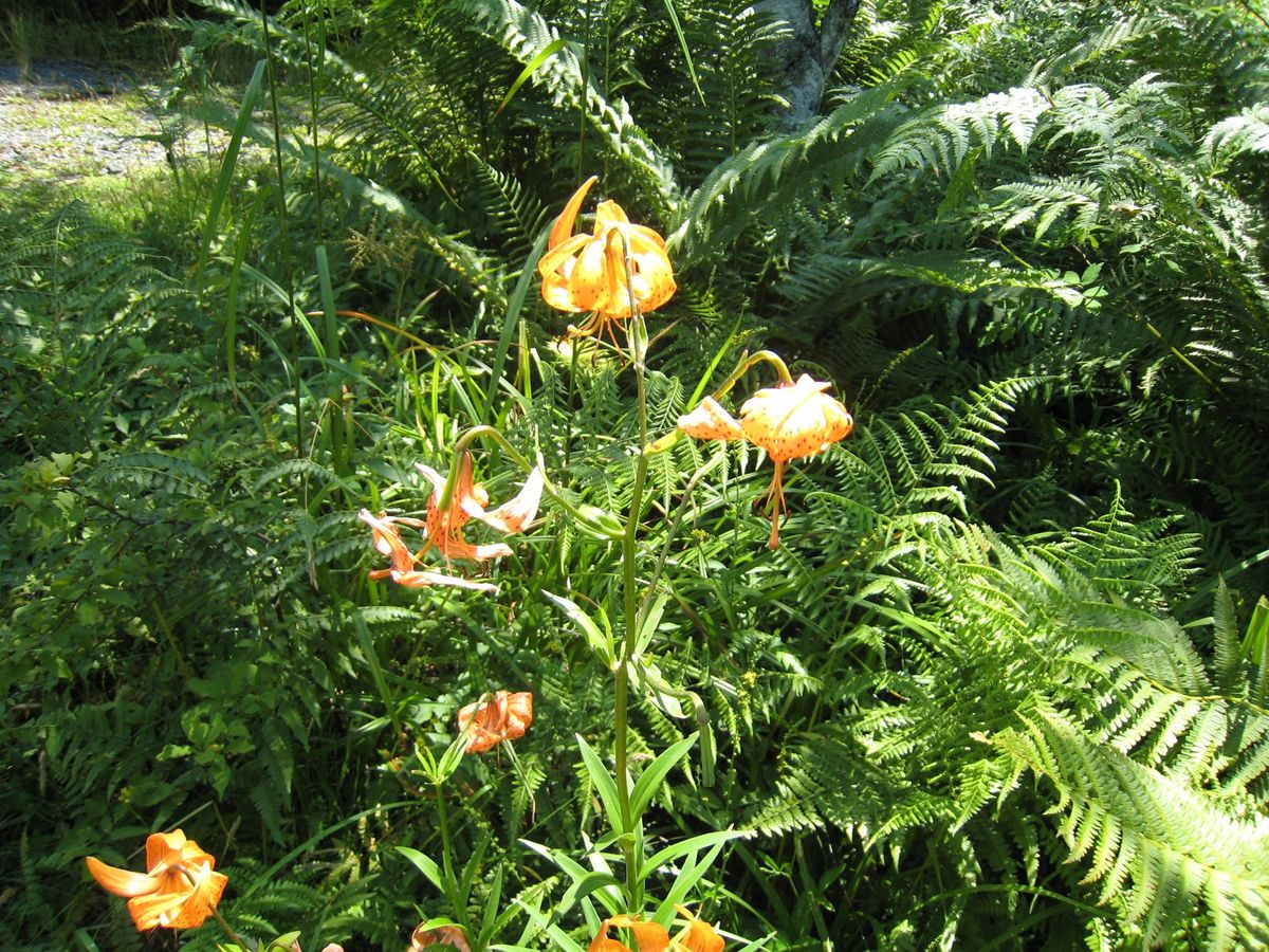 コマクサやオダマキ、ヤマユリなど高山植物も咲いていました。