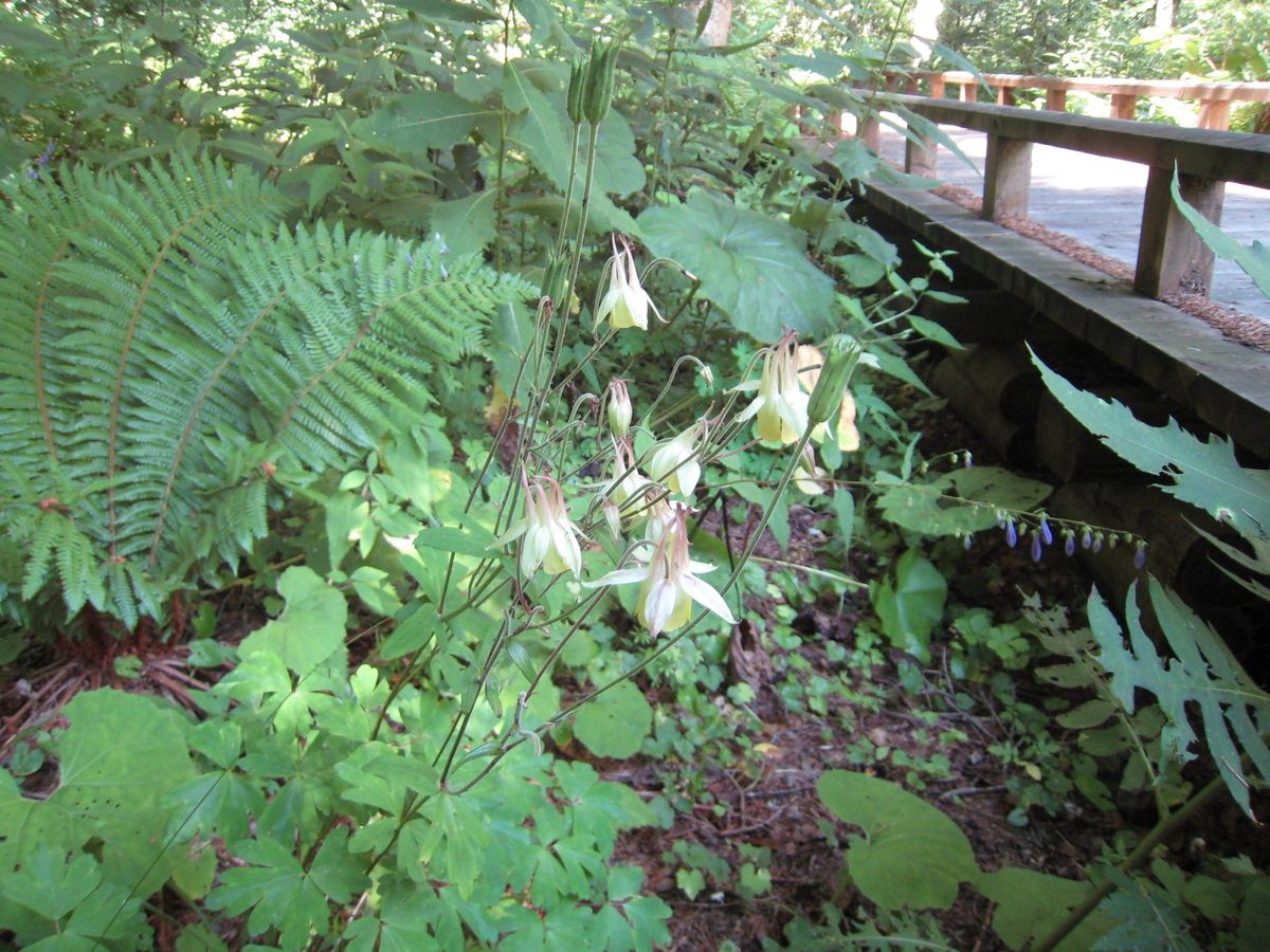 コマクサやオダマキ、ヤマユリなど高山植物も咲いていました。