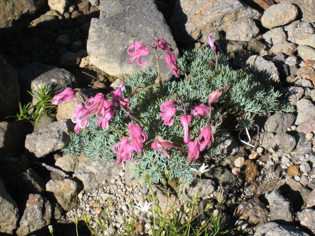 コマクサやオダマキ、ヤマユリなど高山植物も咲いていました。