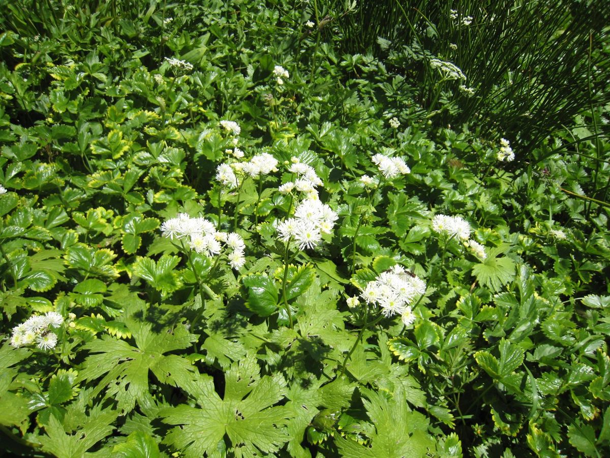 コマクサやオダマキ、ヤマユリなど高山植物も咲いていました。