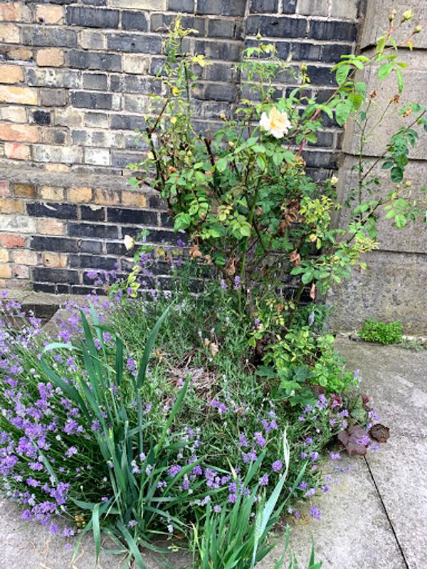 イギリス(英国)・London「イギリス旅行」の写真:一旦ホテルに戻ってから
散歩がてら徒歩で...