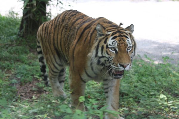 日本・富士サファリパーク「夏の河口湖」の写真：この日は富士サファリパークへ。のんびりと...