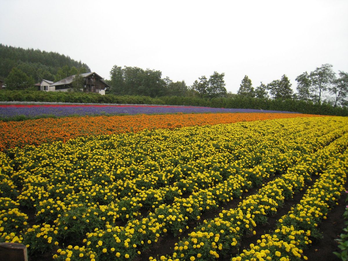 富良野のお花畑は綺麗だった。