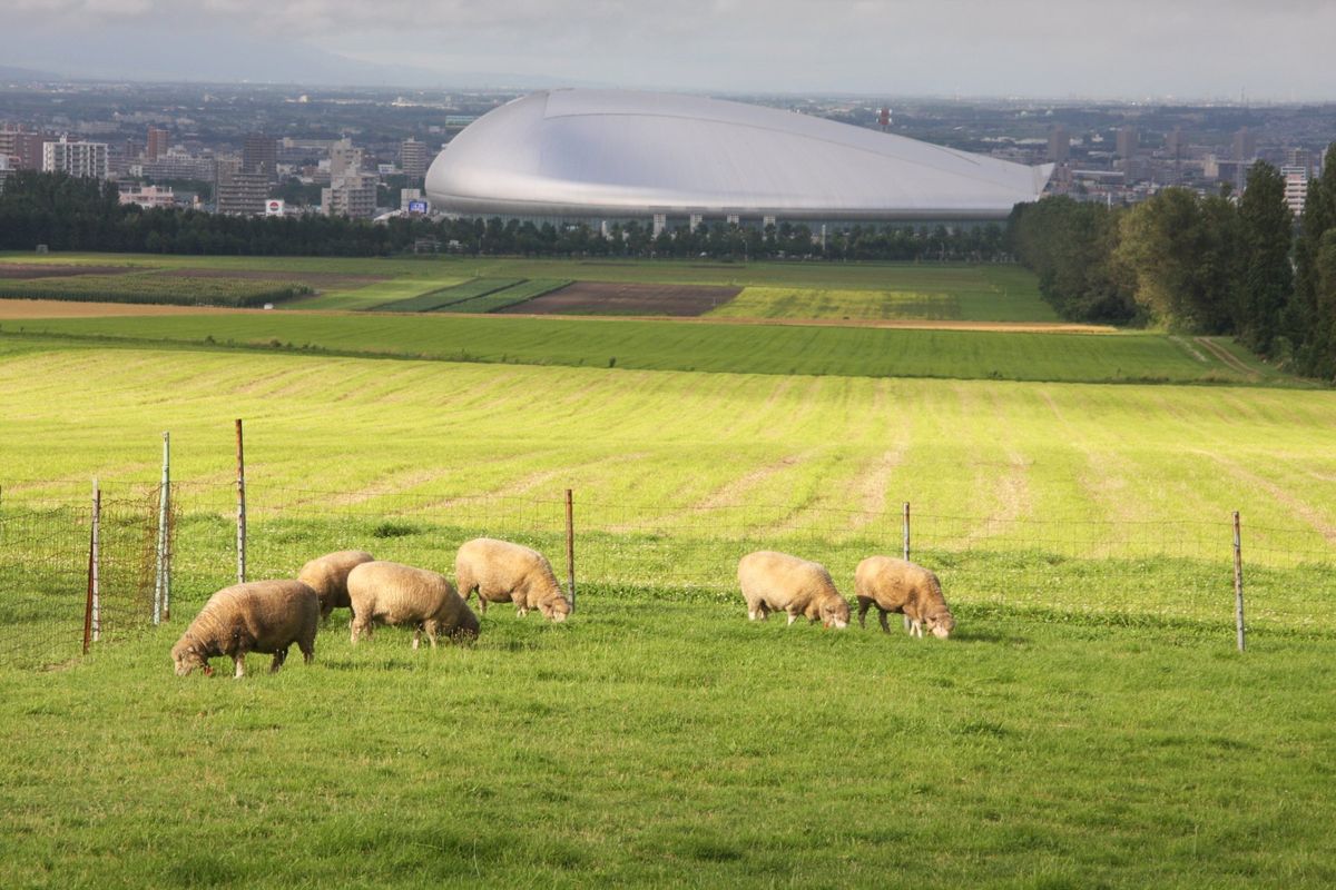 富良野のお花畑は綺麗だった。