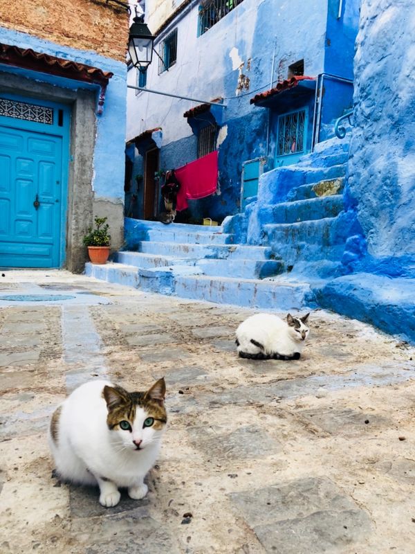 モロッコ「モロッコ」の写真