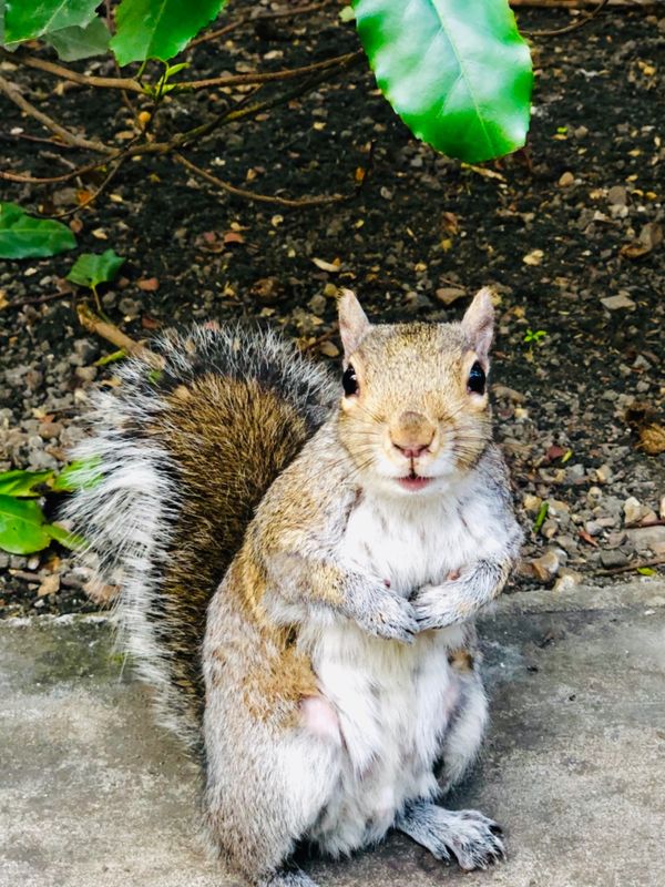 イギリス(英国)「イギリス」の写真