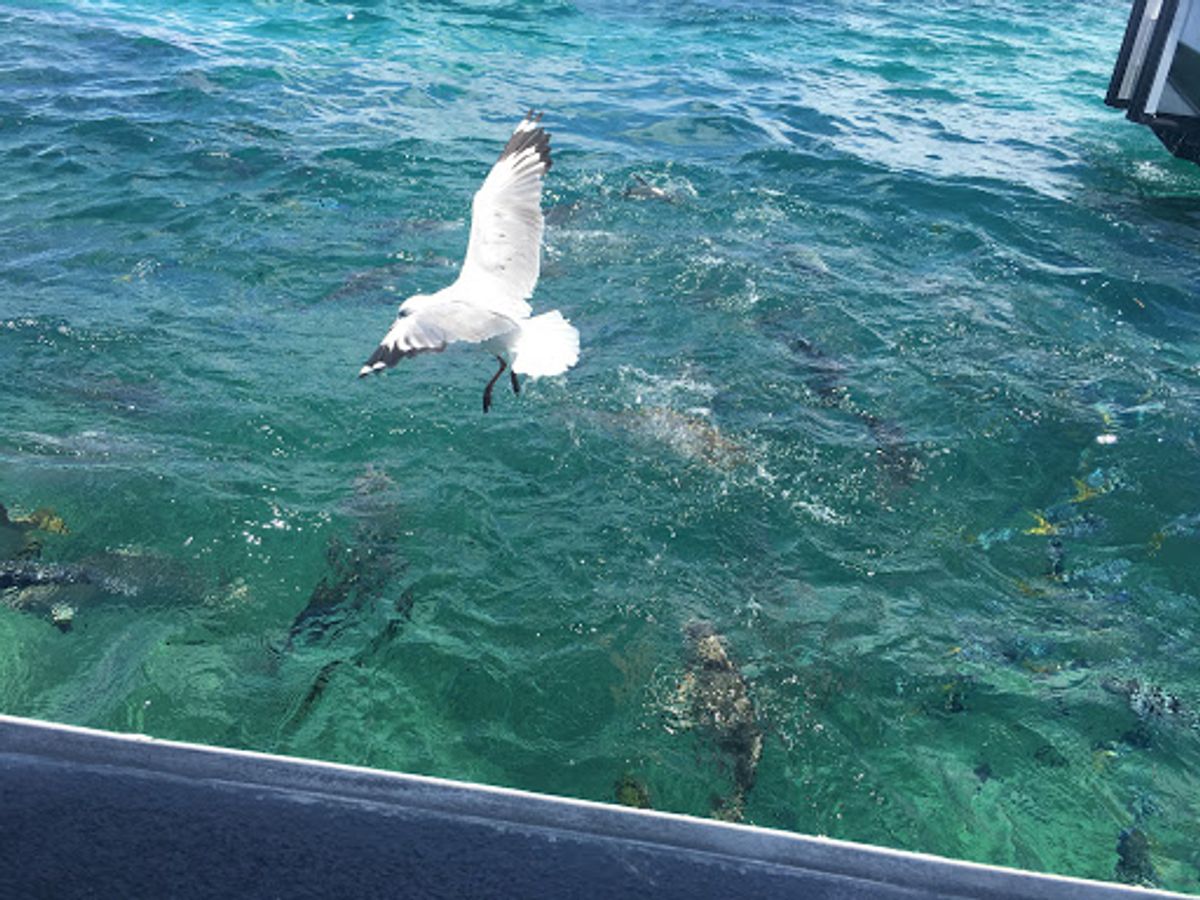 グレートバリアリーフ