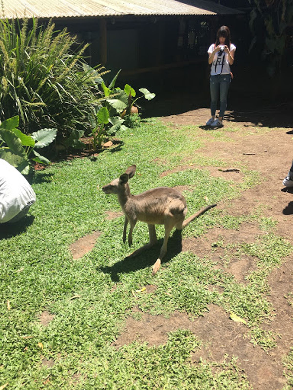 キュランダ鉄道と動物園！