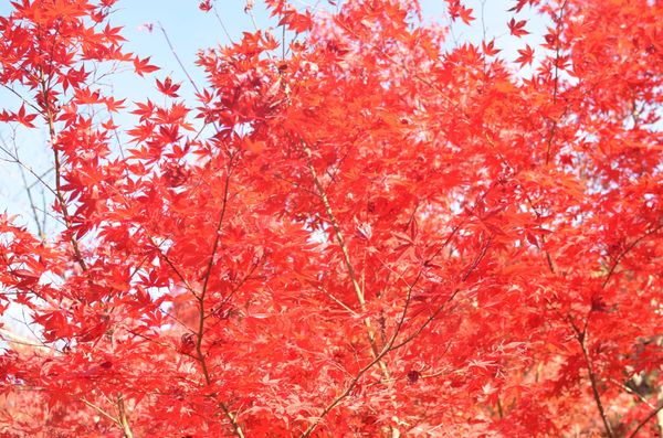 日本・京都「京都」の写真