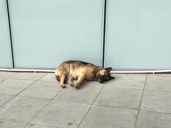 ジョージア・Tbilisi「ワインとヒンカリ」の写真：トビリシ野良ワンコたち