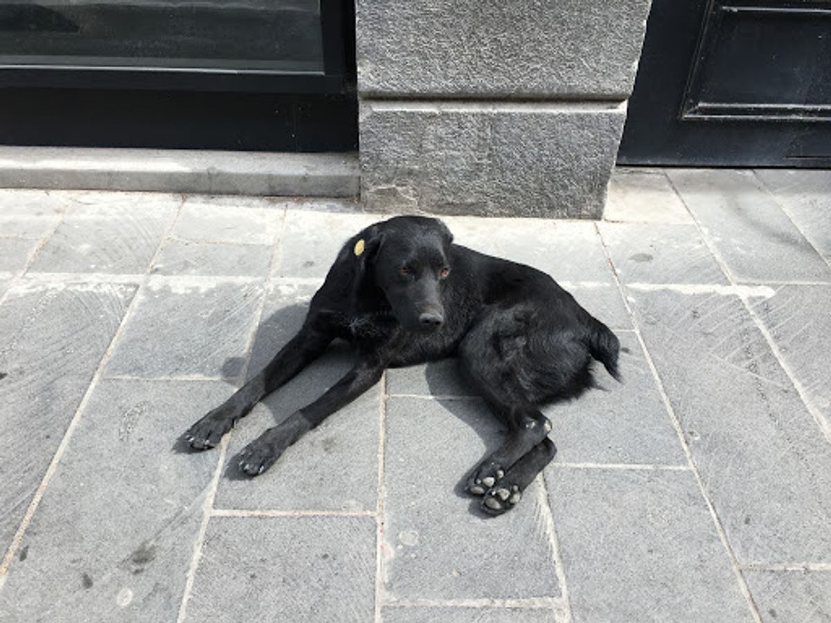 トビリシ野良ワンコたち