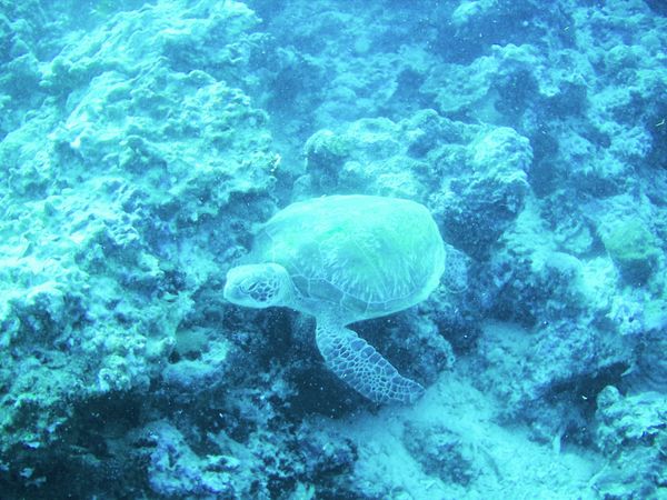 フィリピン・セブ「セブアゲイン」の写真