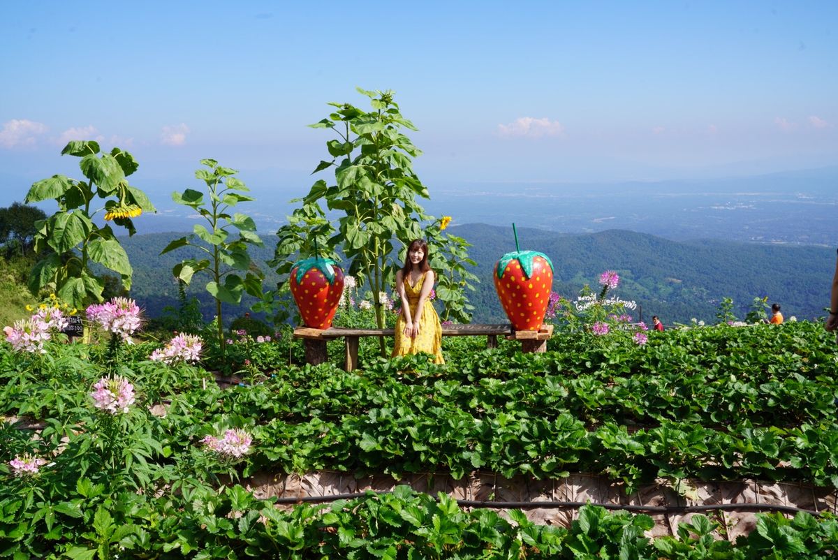 モンチェム！苺と向日葵の季節🌻🍓