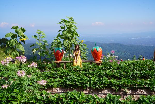 タイ・チェンマイ「タイ  コムローイ祭り」の写真：モンチェム！苺と向日葵の季節🌻🍓