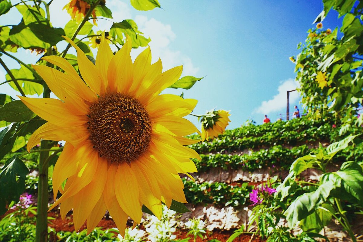モンチェム！苺と向日葵の季節🌻🍓