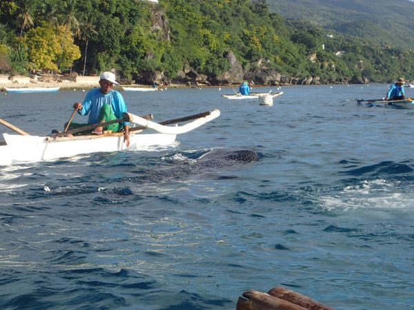 フィリピン・セブ島「フィリピン   ジンベイザメ〜」の写真：オスロブ！
