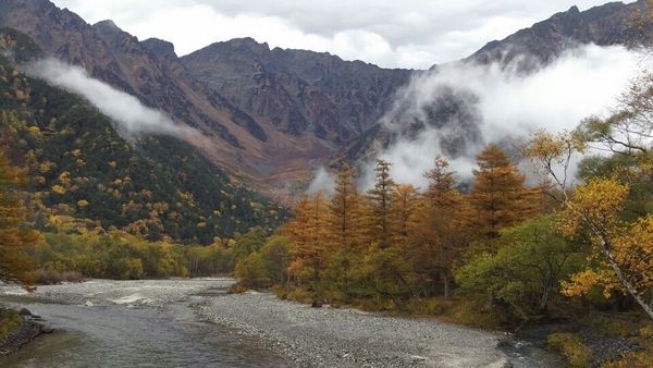日本・長野県「上高地・紅葉の旅」の写真：紅葉の上高地。黄金色が美しい。