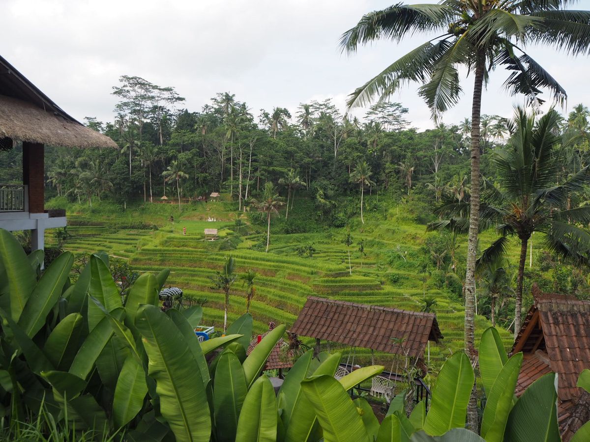 テガラランライステラス
バリではいつでもお米が作れるので、違うところでは稲...