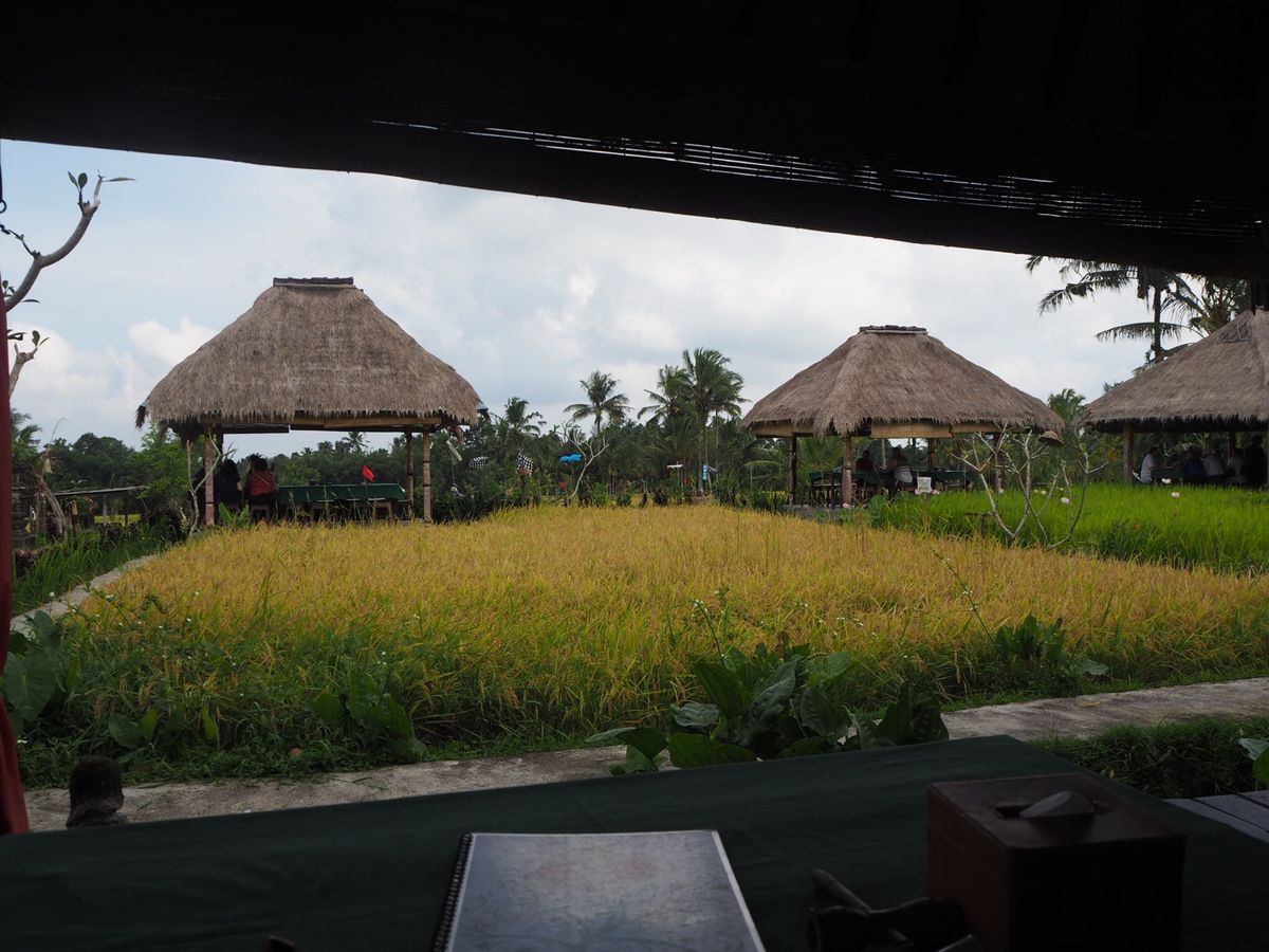 テガラランライステラス
バリではいつでもお米が作れるので、違うところでは稲...
