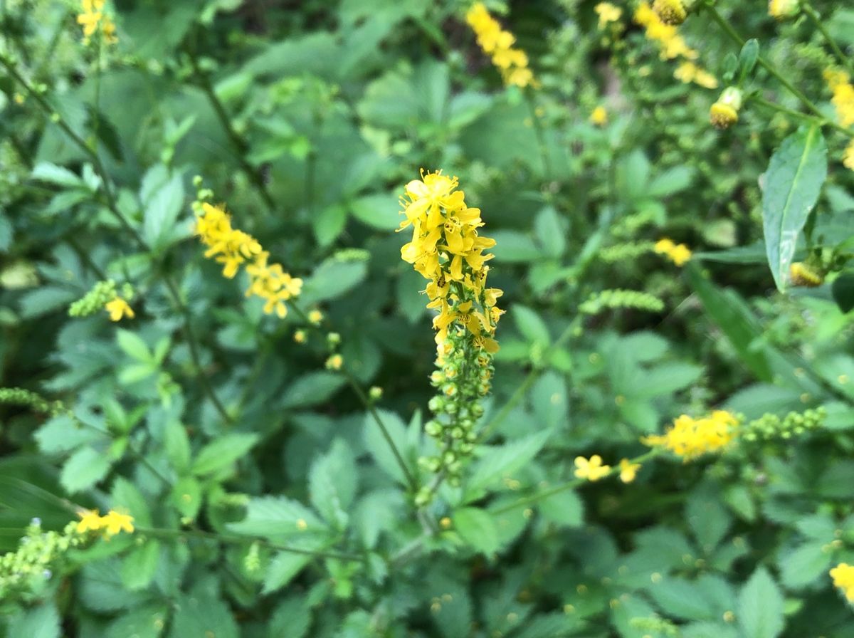 鏡池から戸隠森林植物園をバードウォッチング。