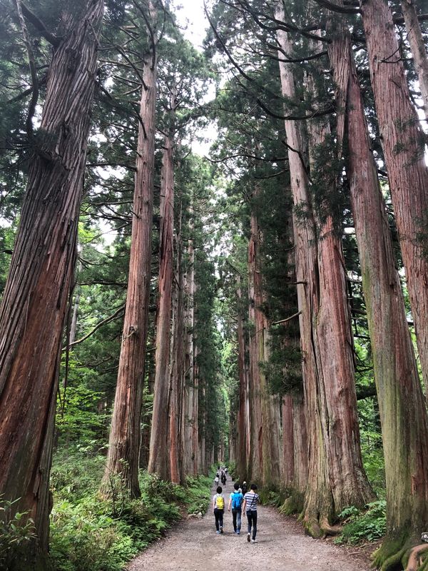 日本・長野県「戸隠高原・バードウォッチングと蕎麦の旅」の写真：戸隠奥社を参拝。参道の杉並木は立派を通り...
