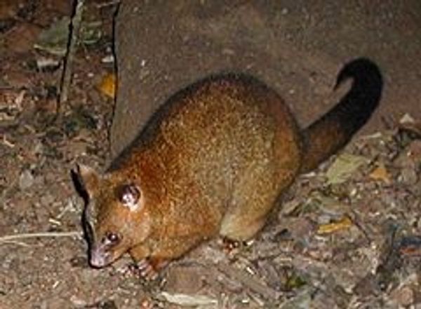 オーストラリア連邦「オーストラリアでファームステイ&ホームステイ！」の写真：ポッサムというオーストラリアの動物がホス...